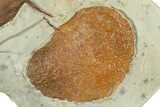 Wide Plate with Two Fossil Leaves (One Species) - Montana #377899-2